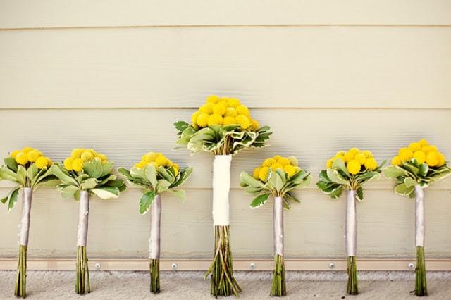 Mi amor por las craspedias