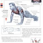 flexiones_de_brazos_en_el_suelo-150x150 flexiones_de_brazos_en_el_suelo-150x150