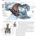 pull_over_con_mancuerna-150x150 pull_over_con_mancuerna-150x150