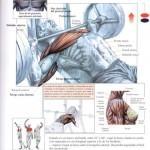 press_de_banco_inclinado-150x150 press_de_banco_inclinado-150x150