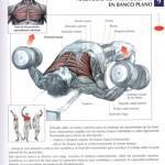 aperturas_con_mancuernas_en_banco_plano-150x150 aperturas_con_mancuernas_en_banco_plano-150x150
