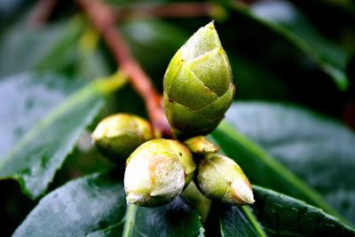 Frutos, setas, hojas y flores. ¡Nos encanta el otoño!