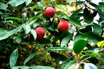 Frutos, setas, hojas y flores. ¡Nos encanta el otoño!