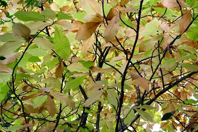 Frutos, setas, hojas y flores. ¡Nos encanta el otoño!