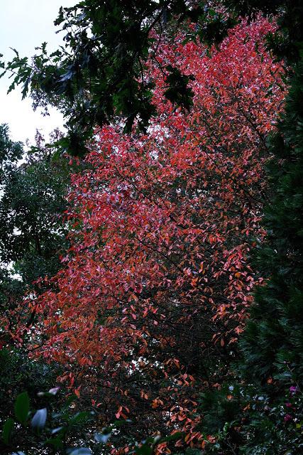 Frutos, setas, hojas y flores. ¡Nos encanta el otoño!