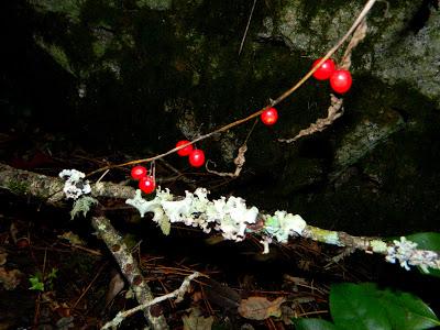 Frutos, setas, hojas y flores. ¡Nos encanta el otoño!