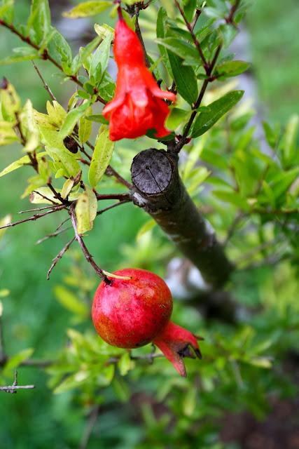 Frutos, setas, hojas y flores. ¡Nos encanta el otoño!