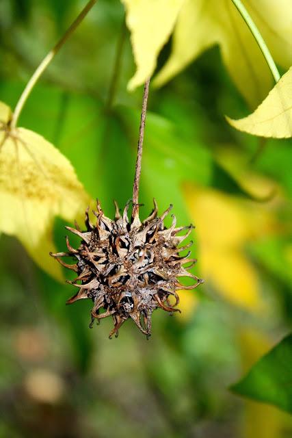 Frutos, setas, hojas y flores. ¡Nos encanta el otoño!