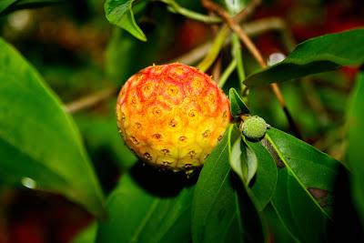 Frutos, setas, hojas y flores. ¡Nos encanta el otoño!