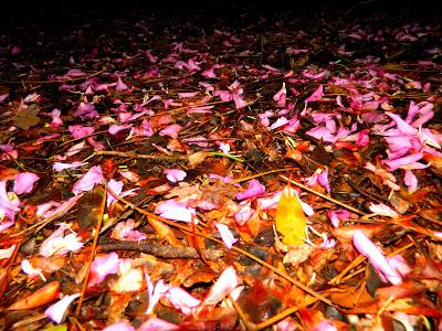 Frutos, setas, hojas y flores. ¡Nos encanta el otoño!