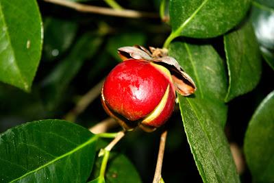 Frutos, setas, hojas y flores. ¡Nos encanta el otoño!