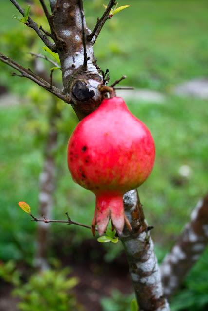 Frutos, setas, hojas y flores. ¡Nos encanta el otoño!