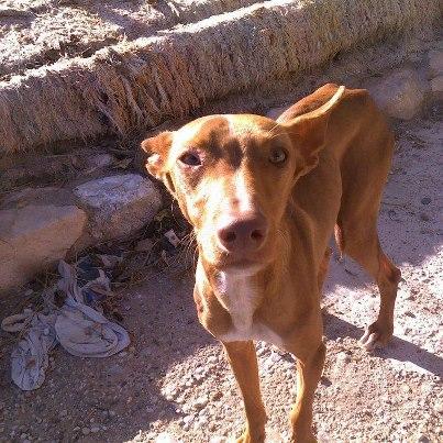 Foto: copiamos del correo que nos envian pidiendo ayuda para este pequeño. Flaco, como lo hemos llamado por sus evidentes huesecitos, fue encontrado en una zona de caza del Parque Natural Cabo de Gata. Nos siguió durante todo el paseo hasta el coche. Muerto de miedo y hambre, seguramente lo abandonaron ahí, ya que debido a su terror no sería capaz de atender a las órdenes de los cazadores y no les serviría. Le hemos llevado al veterinario. Tiene año y medio. Presentaba un hongo en un ojo, bajas defensas y desnutrición. Ahora, ya desparasitado, le estamos tratando para que mejore, y lo hace a pasos agigantados. Mueve el rabito, ya casi no lo guarda entre las patas. Se relaciona perfectamente con otros perros, es sumiso y asustadizo y continuamente reclama cariño y una mantita con la que sentirse protegido. Por la longitud de sus uñas creemos que ha pasado su vida encerrado en una jaula con otros perros como él, olvidados hasta que les toque salir a cazar. No está acostumbrado, por tanto, a vivir con normas, pero aprende muy rápido con cariño y paciencia. Buscamos una casa de acogida o adopción, ya que nuestro casero no nos permite tener más animales SI QUIERES ACOGER O ADOPTAR A FLACO,ESTE PRECIOSO PODENQUITO,CONTACTA CON: GRUPODEVOLUNTARIAS@HOTMAIL.COM