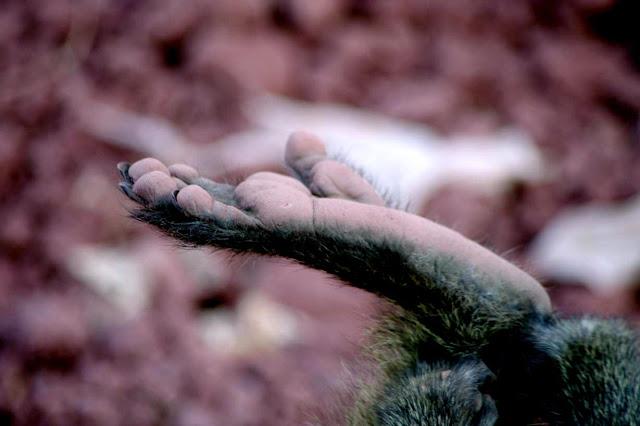 Malawi en un flechazo