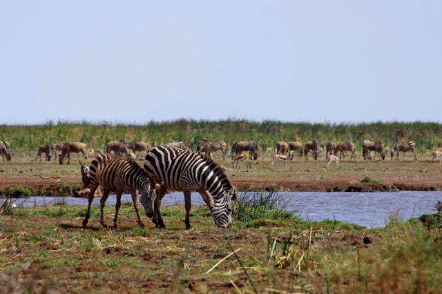 Malawi en un flechazo