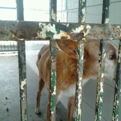 Foto: POdenca  12 años, sacrificio inminente!! Me informan que esta mañana ha entrado en perrera esta podenquita de 12 años para sacrificarla. Han pagado el sacrificio y la incineracion, pero contamos con el permiso del veteerinario y sus exdueños para difundirla y que su vida no acabe de esta manera. Que pena me dan estas cosas, despues de toda una vida y mirad su desesperacion por no entender que hace en esa jaula.  POr FAVOR!!! necesito tu ayuda, para buscar una casita que le de mucho cariño en sus ultimos años de vida. CONTAMOS CON POCO TIEMPO, AYUDA URGENTE!!! ESTA EN PERRERA, SEVILLA. cONTACTO: vgbulnes@hotmail.com 662209709