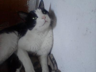 Felix el invisible busca un hogar - Murcia