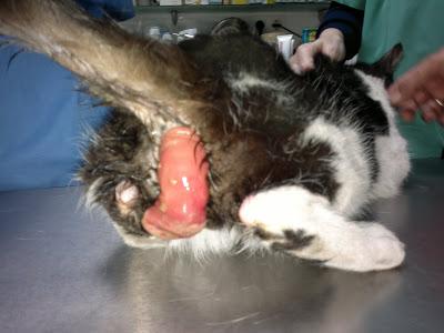 Felix el invisible busca un hogar - Murcia