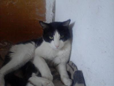 Felix el invisible busca un hogar - Murcia