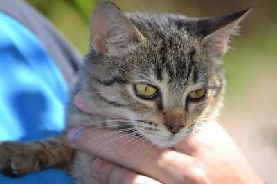 White, Nuna y Nina en adopción URGENTE. MURCIA‏