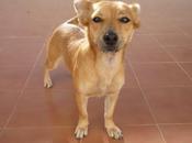 Perrita canela tamaño peque, está trastero, tengo otro sitio..:)
