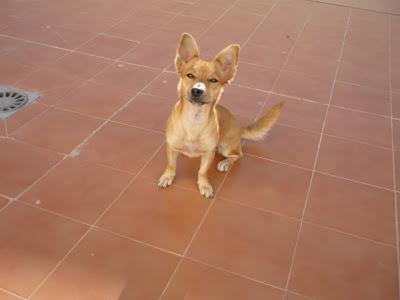 Perrita canela de tamaño peque, ESTA EN UN TRASTERO,(no tengo otro sitio..:)