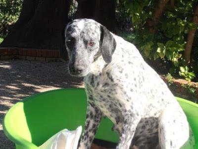 BELLA, Dálmata preciosa,necesita ser adoptada ya, por favor sacada de un criadero busca un hogar.‏