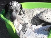 Bella, dálmata preciosa,necesita adoptada favor sacada criadero busca hogar