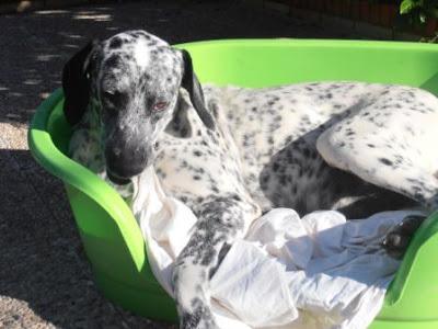 BELLA, Dálmata preciosa,necesita ser adoptada ya, por favor sacada de un criadero busca un hogar.‏