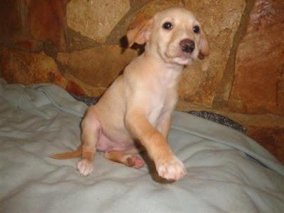 MOMO, NELA Y VERA 3 CACHORROS BUSCAN FAMILIA URGENTE. (VALENCIA)