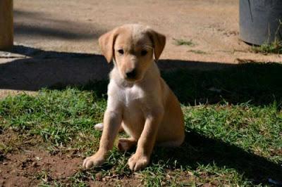 MOMO, NELA Y VERA 3 CACHORROS BUSCAN FAMILIA URGENTE. (VALENCIA)