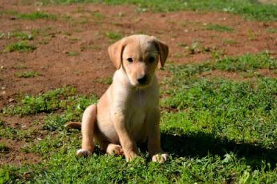 MOMO, NELA Y VERA 3 CACHORROS BUSCAN FAMILIA URGENTE. (VALENCIA)