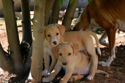 MOMO, NELA Y VERA 3 CACHORROS BUSCAN FAMILIA URGENTE. (VALENCIA)