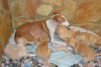 MOMO, NELA Y VERA 3 CACHORROS BUSCAN FAMILIA URGENTE. (VALENCIA)