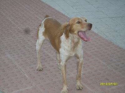 SUPER URGENTE, en la calle sin protección!! Nala x galga 9 meses preñada y Simba bretón 2 años necesitan ayuda urgentemente.