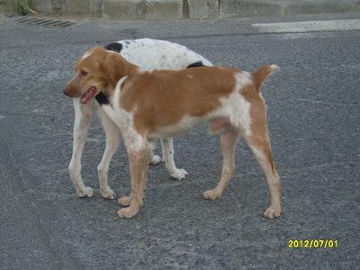 SUPER URGENTE, en la calle sin protección!! Nala x galga 9 meses preñada y Simba bretón 2 años necesitan ayuda urgentemente.