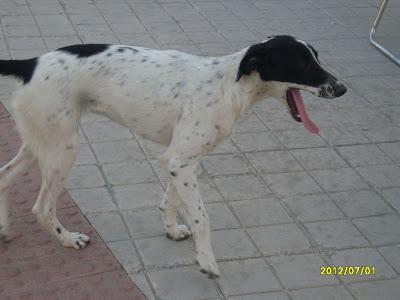 SUPER URGENTE, en la calle sin protección!! Nala x galga 9 meses preñada y Simba bretón 2 años necesitan ayuda urgentemente.