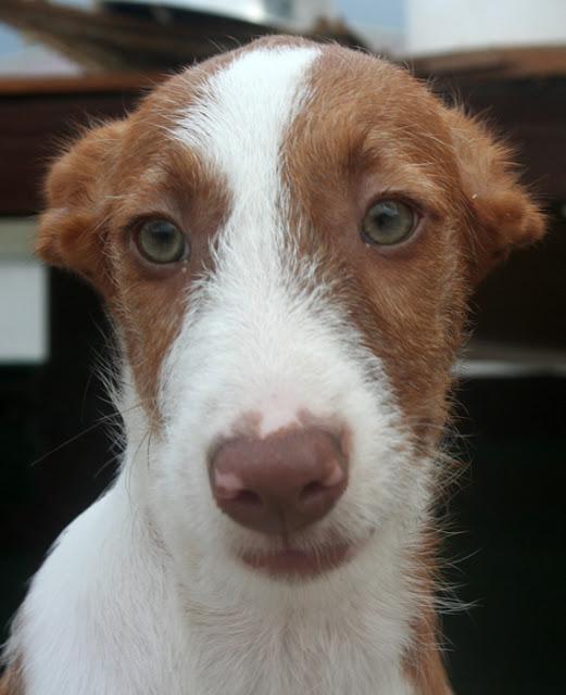 ANI. 5 meses, hembra, tam. mediano en adopción. Hermanita de ARWEN‏