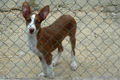 ANI. 5 meses, hembra, tam. mediano en adopción. Hermanita de ARWEN‏