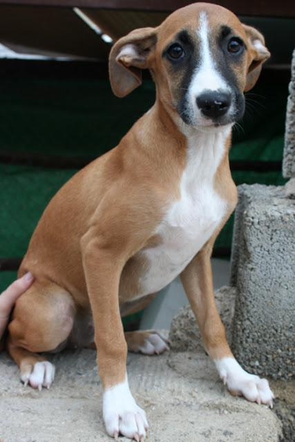 Arwen necesita un hogar (5 meses, tam. mediano, hembra) APA Párraga‏