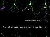 Científicos identifican asociado regeneración nerviosa