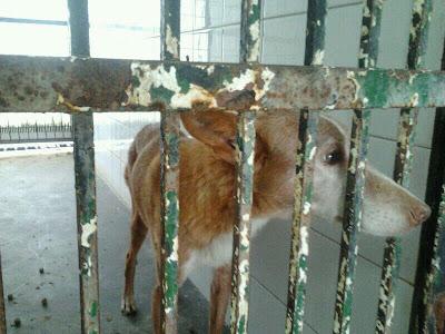 Podenca de 12 años dejada en la perrera, sacrificio inminente!!