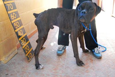 KLAUS, BÓXER QUE SE ESTA DEJANDO MORIR POR LA PENA!!