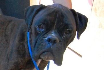 KLAUS, BÓXER QUE SE ESTA DEJANDO MORIR POR LA PENA!!