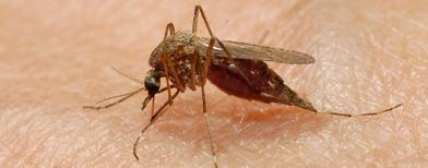 La enfermedad de la malaria en la historia de la humanidad