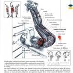 elevaciones_de_piernas_en_plancha_inclinada-150x150 elevaciones_de_piernas_en_plancha_inclinada-150x150