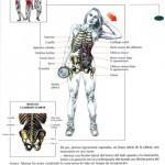 flexion_lateral_del_tronco_con_mancuerna-150x150 flexion_lateral_del_tronco_con_mancuerna-150x150