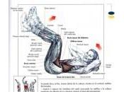 Ejercicios para bajar abdomen