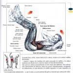 encogimientos_abdominales-150x150 encogimientos_abdominales-150x150