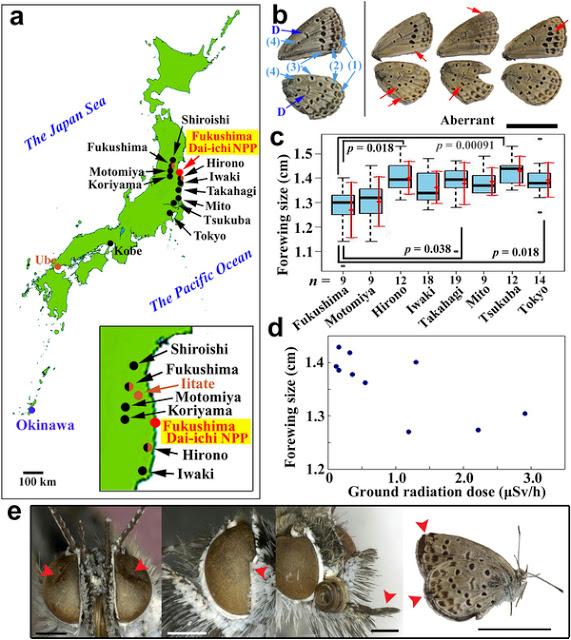 JAPON: Los efectos biológicos del accidente nuclear de Fukushima,  mutaciones genéticas en mariposas